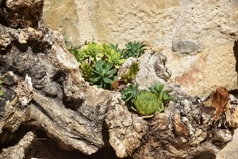 Old Town Studio Apartments Makarska Exterior foto
